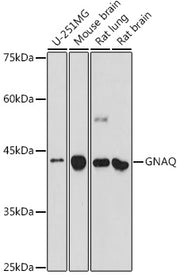 GNAQ Rabbit pAb
