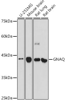 GNAQ Rabbit pAb