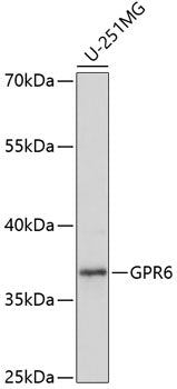 GPR6 Rabbit pAb