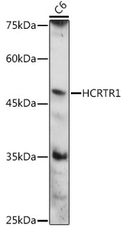 HCRTR1 Rabbit pAb
