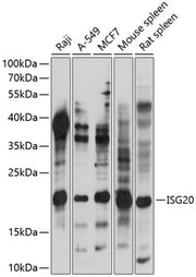 ISG20 Rabbit pAb