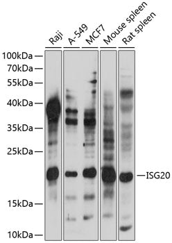 ISG20 Rabbit pAb