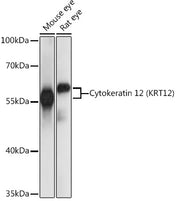 Cytokeratin 12 (KRT12) Rabbit pAb