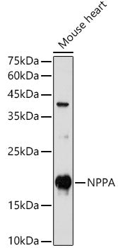 NPPA Rabbit pAb