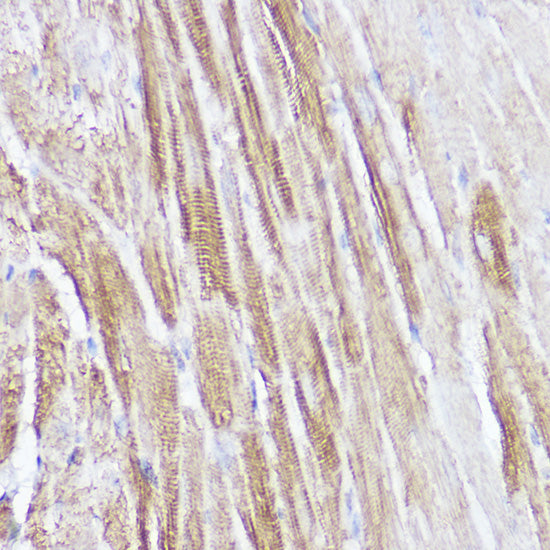 NPPA Rabbit pAb