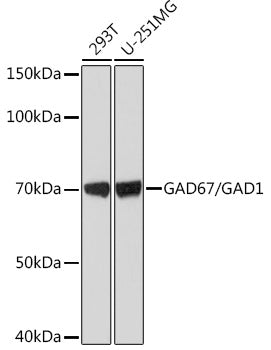 GAD67/GAD1 Rabbit mAb