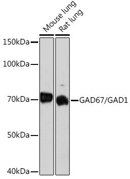 GAD67/GAD1 Rabbit mAb