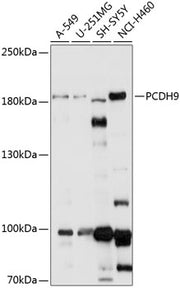 PCDH9 Rabbit pAb