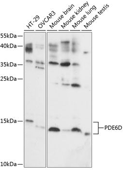 PDE6D Rabbit pAb