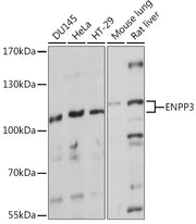 ENPP3 Rabbit pAb
