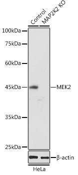 [KO Validated] MEK2 Rabbit pAb