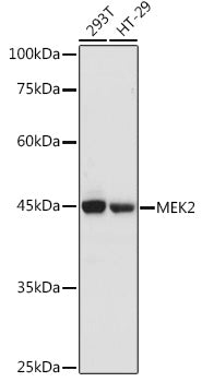 [KO Validated] MEK2 Rabbit pAb