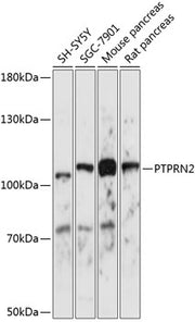 PTPRN2 Rabbit pAb