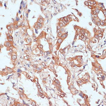 PTPRN2 Rabbit pAb