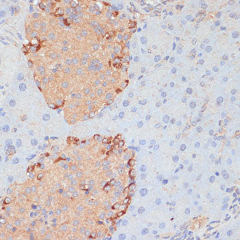 PTPRN2 Rabbit pAb