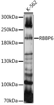 RBBP6 Rabbit pAb