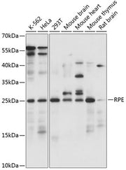 RPE Rabbit pAb
