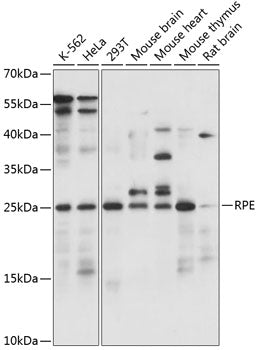 RPE Rabbit pAb