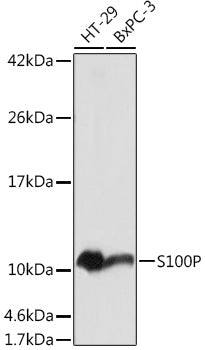 S100P Rabbit pAb