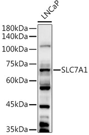 SLC7A1 Rabbit pAb