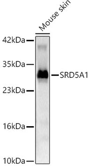 SRD5A1 Rabbit pAb