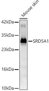 SRD5A1 Rabbit pAb