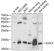KLRC4 Rabbit pAb