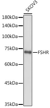 FSHR Rabbit pAb