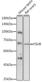FSHR Rabbit pAb