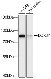 DDX3Y Rabbit pAb