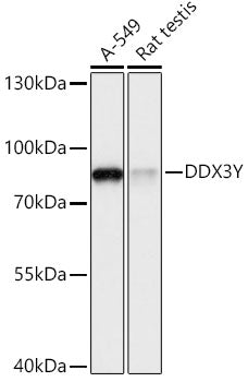 DDX3Y Rabbit pAb