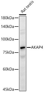 AKAP4 Rabbit pAb