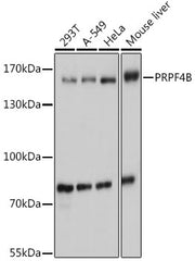 PRPF4B Rabbit pAb