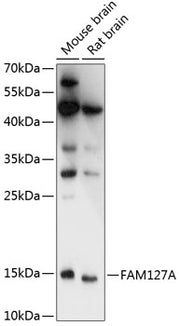 FAM127A Rabbit pAb