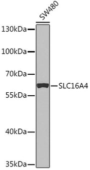 SLC16A4 Rabbit pAb