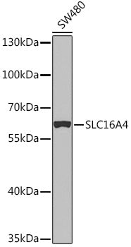 SLC16A4 Rabbit pAb