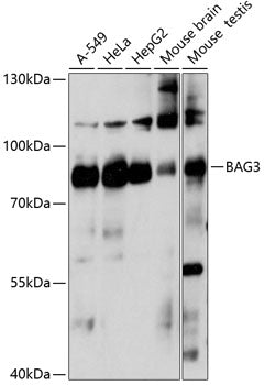 BAG3 Rabbit pAb