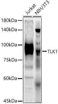 TLK1 Rabbit pAb