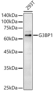 G3BP1 Rabbit pAb