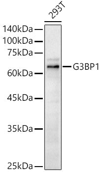 G3BP1 Rabbit pAb