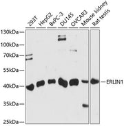 ERLIN1 Rabbit pAb