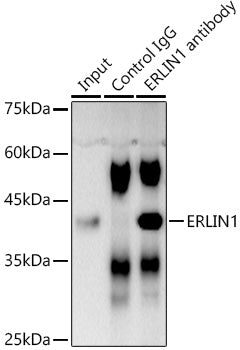 ERLIN1 Rabbit pAb