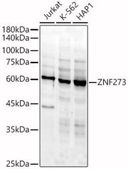 ZNF273 Rabbit pAb