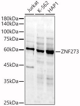 ZNF273 Rabbit pAb