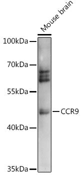 CCR9 Rabbit pAb