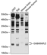 GABARAPL2 Rabbit pAb