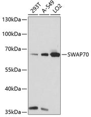 SWAP70 Rabbit pAb