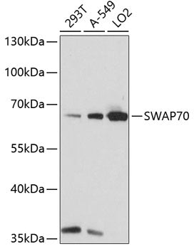 SWAP70 Rabbit pAb