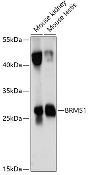 BRMS1 Rabbit pAb