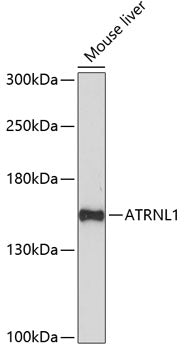 ATRNL1 Rabbit pAb